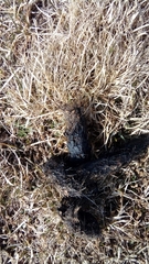 Canis lupus italicus