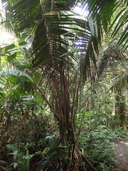 Phytelephas tenuicaulis
