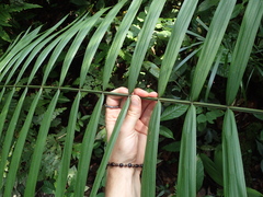 Phytelephas tenuicaulis