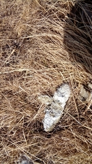 Canis lupus italicus