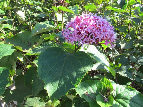 Image of Rose Glorybower (Clerodendrum bungei) by (c) Marco Mussita, some rights reserved (CC BY)