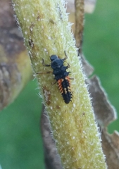 Harmonia axyridis