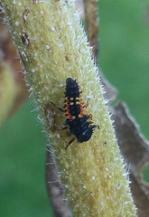 Harmonia axyridis