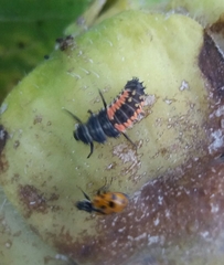 Harmonia axyridis