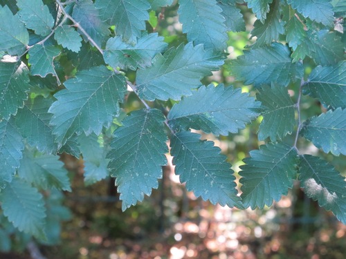 Zelkova carpinifolia (Zelkova carpinifolia)