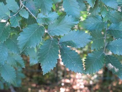 Zelkova carpinifolia, photograph (c) Marco Mussita, some rights reserved (CC BY)