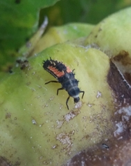 Harmonia axyridis