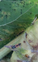 Harmonia axyridis