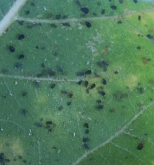 Harmonia axyridis