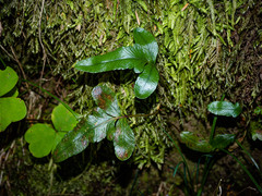 Polypodium scouleri image