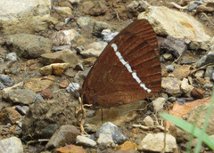 Lymanopoda albocincta