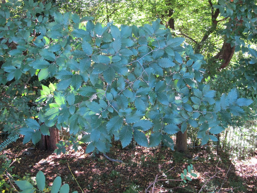 Zelkova carpinifolia; photograph (c) Marco Mussita, some rights reserved (CC BY)