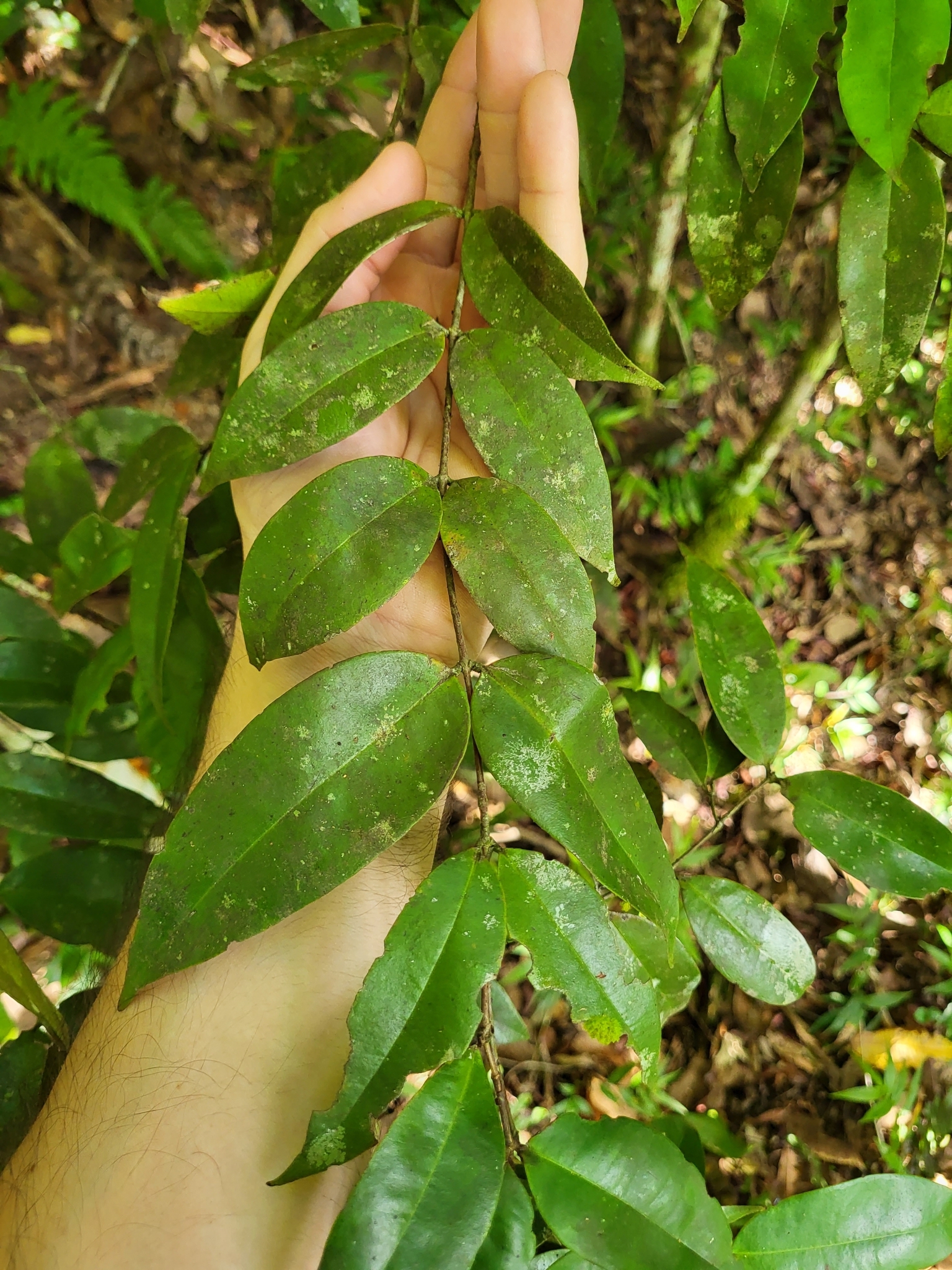 Imagem de Pedra-ume-caá