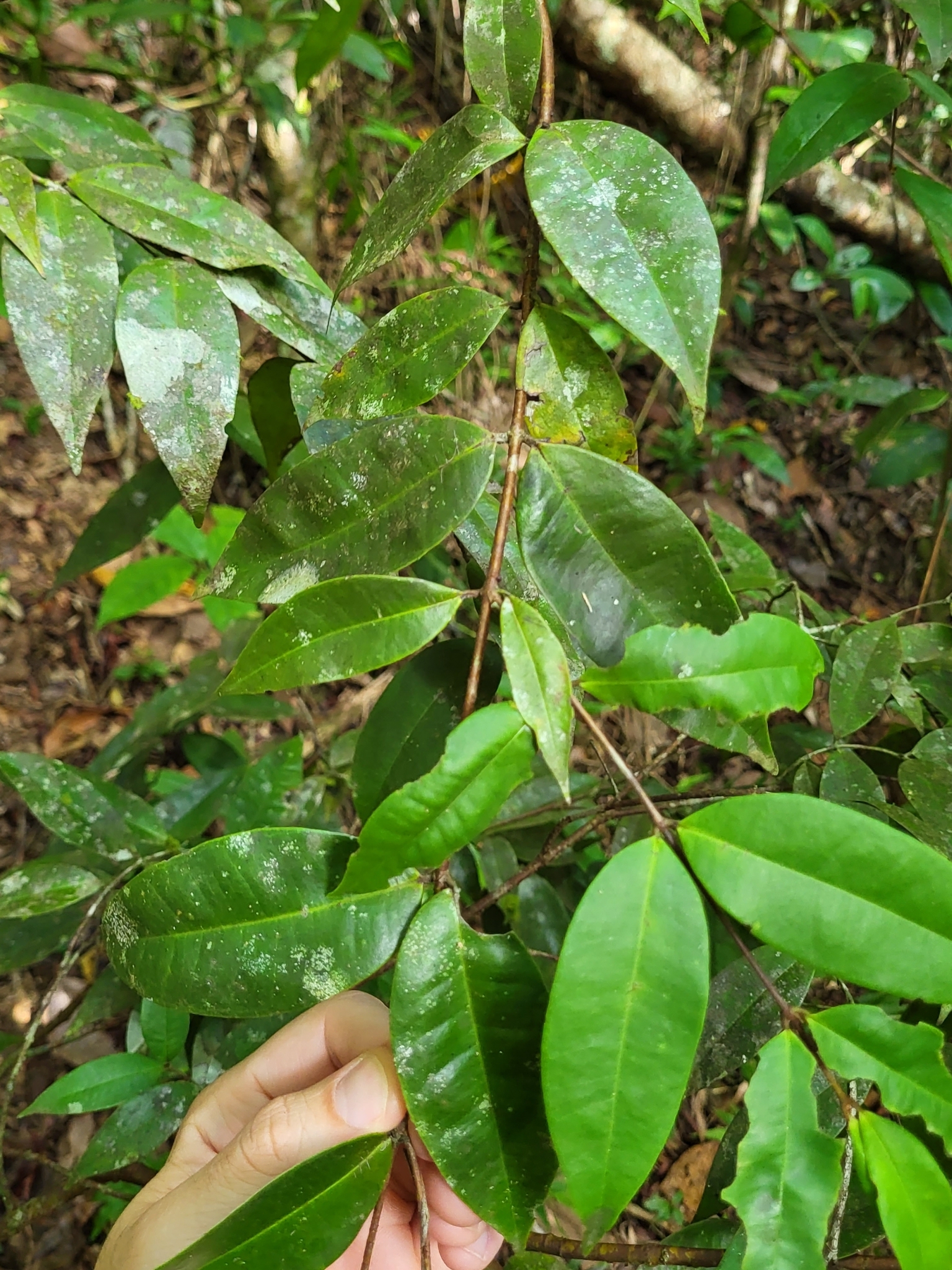 Imagem de Pedra-ume-caá