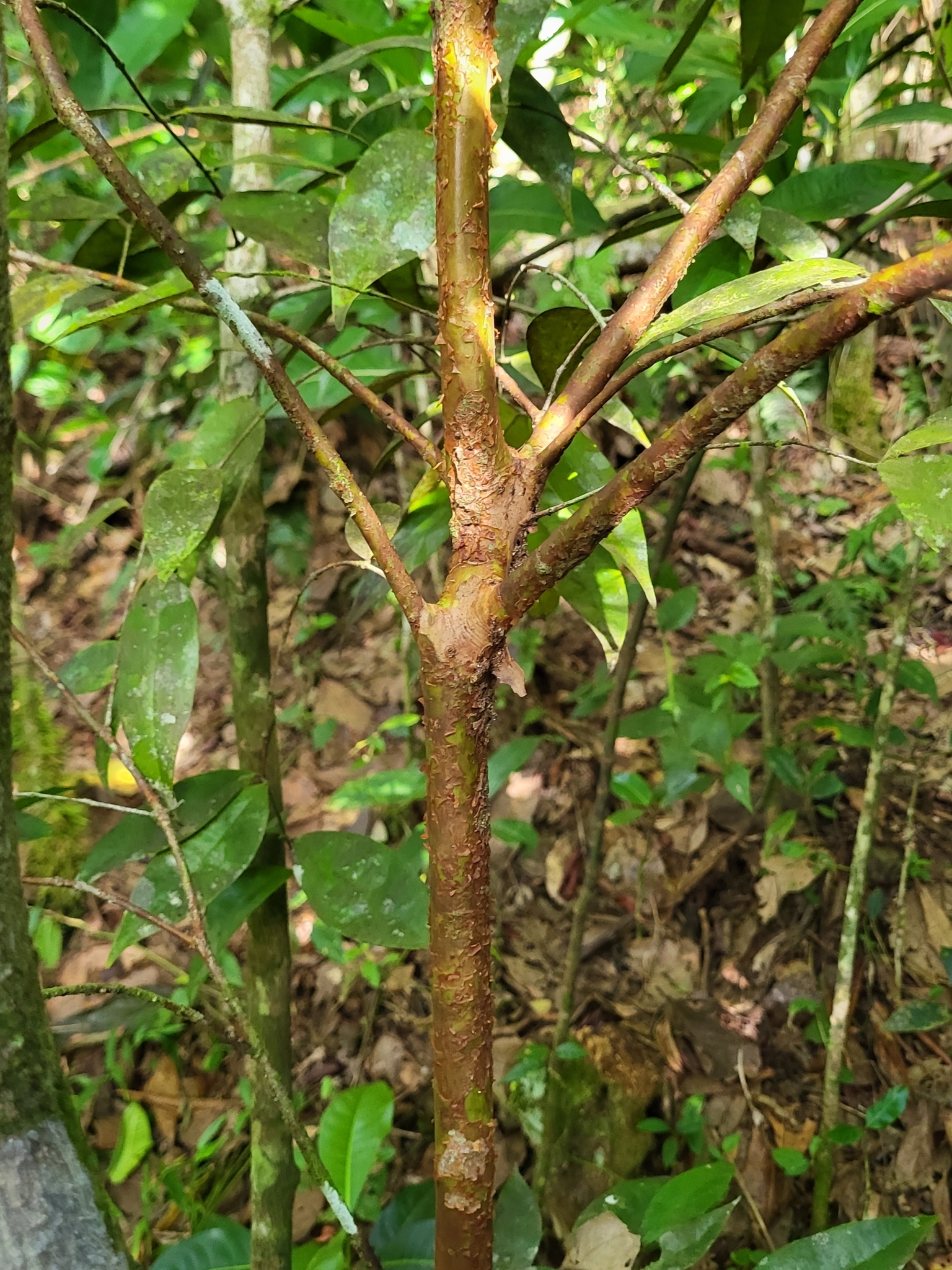 Imagem de Pedra-ume-caá