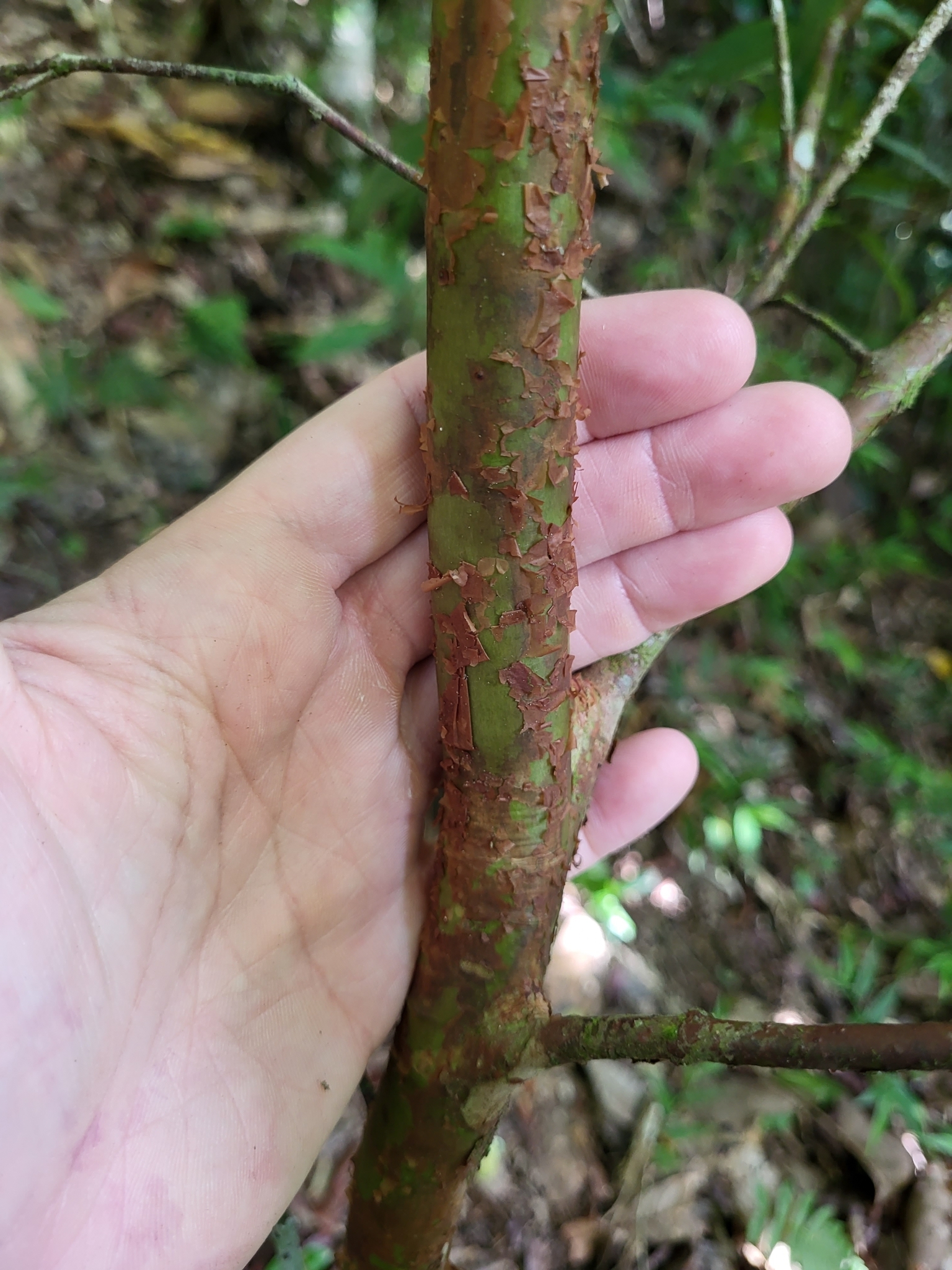 Imagem de Pedra-ume-caá