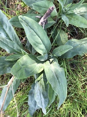 Cynoglossum creticum