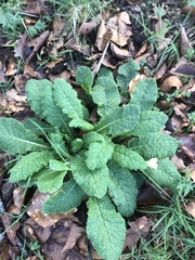Primula vulgaris