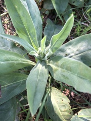Cynoglossum creticum