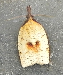 Sparganothis xanthoides