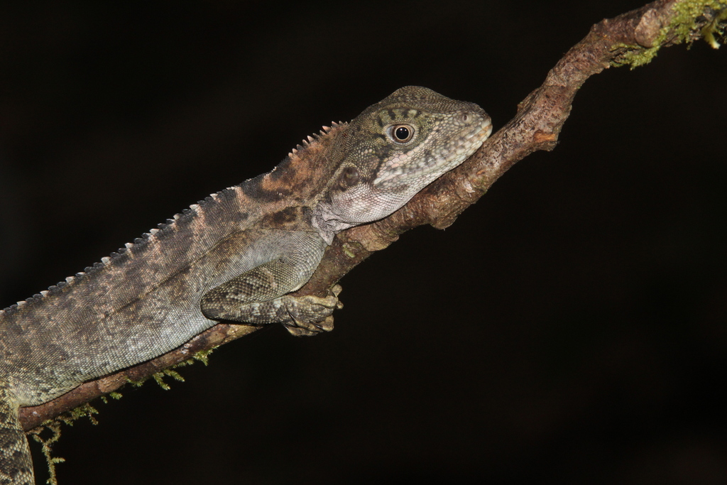 Gariau Forest Dragon