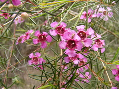 Chamelaucium uncinatum