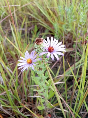Symphyotrichum oblongifolium