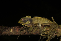 Crowned Forest Dragon photo 5