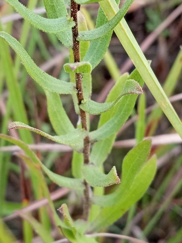 Symphyotrichum oblongifolium
