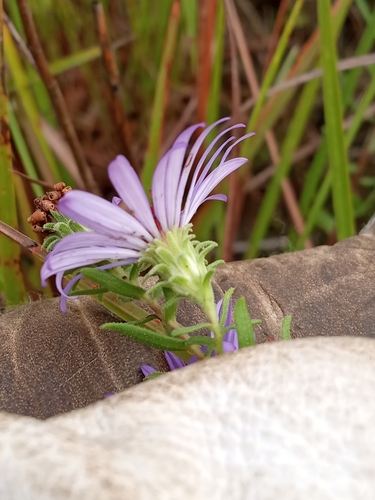Symphyotrichum oblongifolium