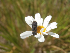 Acmaeoderella flavofasciata