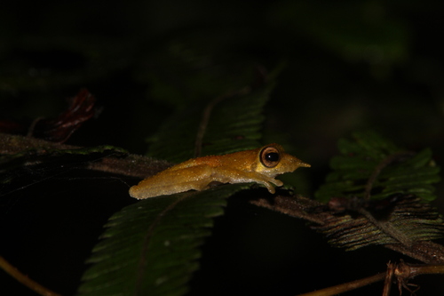 Litoria pronimia, 2023-09-23