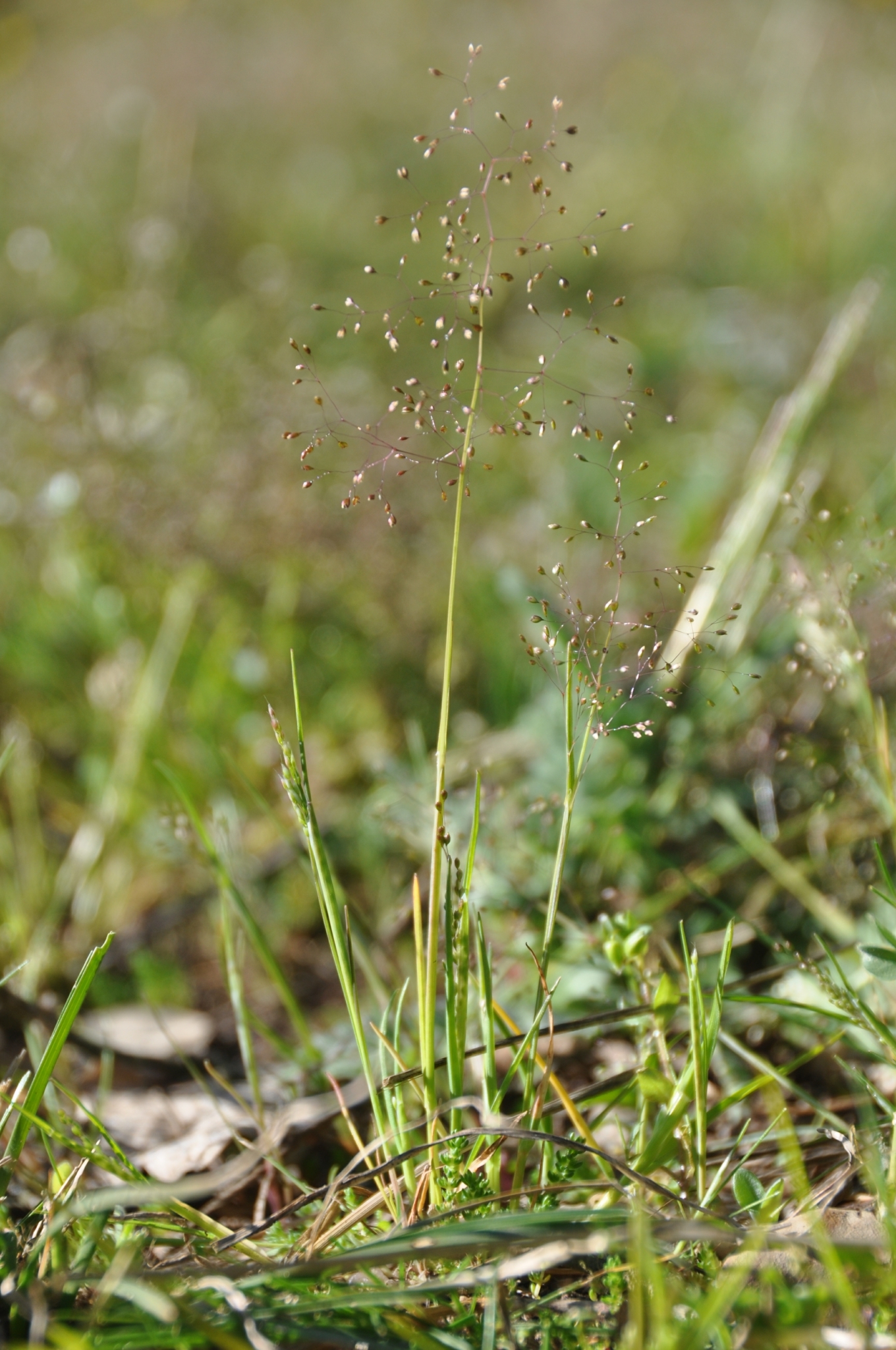 Molineriella