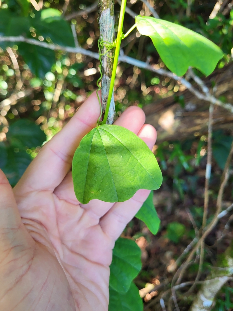 mountain love in the mist from 7RRM+JR, Bayamón 00956, Puerto Rico on