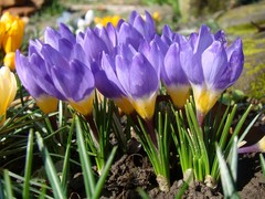 Crocus sublimis