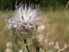 Centaurea deusta