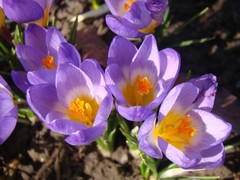 Crocus sublimis