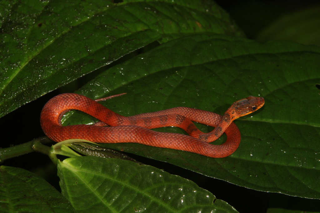 Barred Keelback