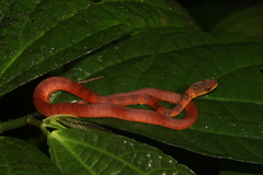 Barred Keelback photo 1