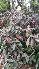 Fuchsia triphylla