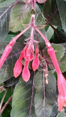 Fuchsia triphylla