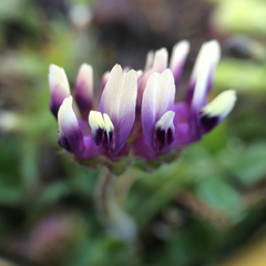 Trifolium grayi