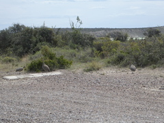 Eudromia elegans