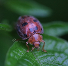 Henosepilachna enneasticta