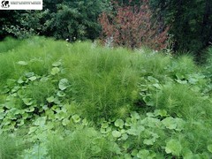Equisetum telmateia telmateia