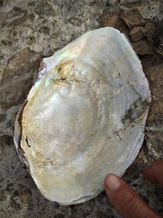 Sinanodonta woodiana