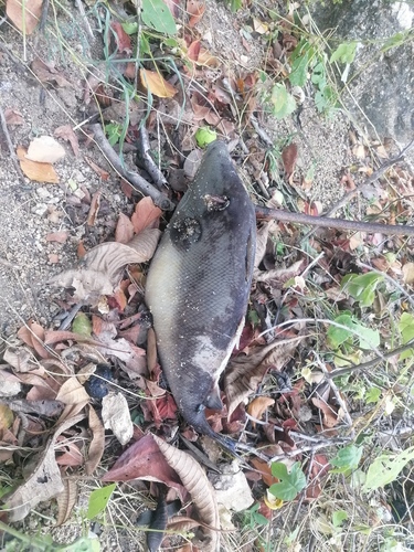 cochito naranja