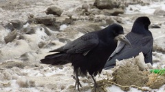 Corvus frugilegus