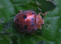 Henosepilachna enneasticta