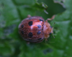 Henosepilachna enneasticta